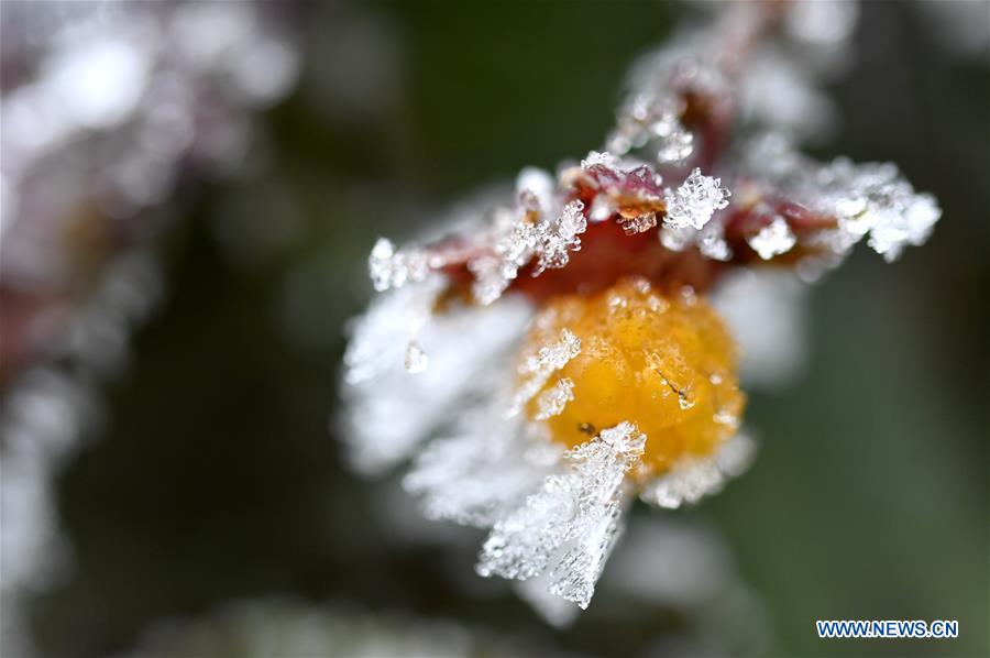 #CHINA-HUBEI-ENSHI-FROZEN PLANTS(CN)