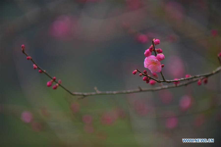 CHINA-HUBEI-ENSHI-PLUM BLOSSOM (CN)