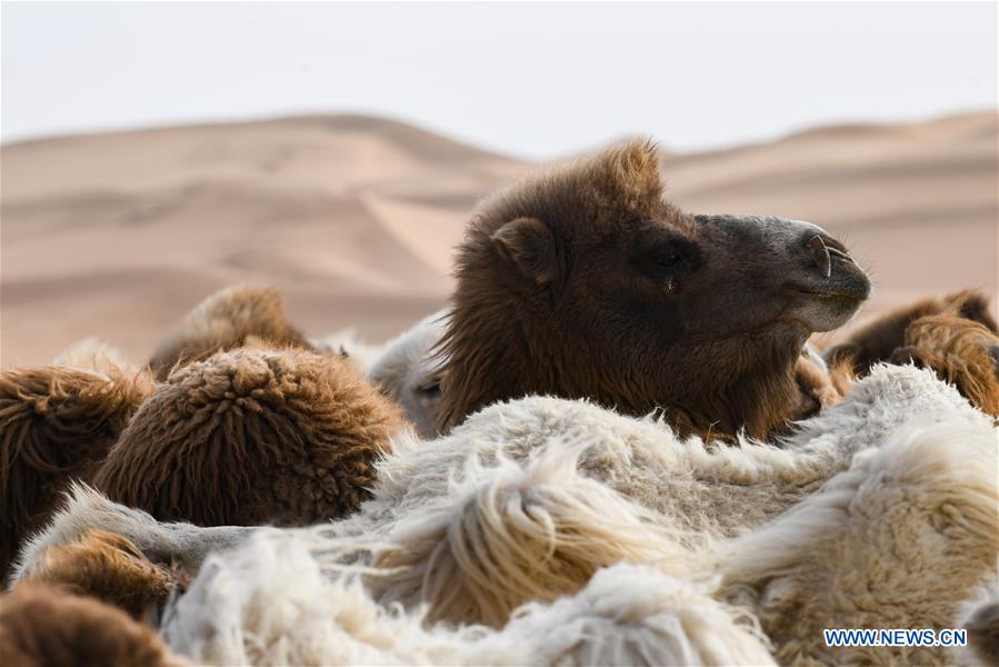 CHINA-INNER MONGOLIA-CAMEL NADAM (CN)