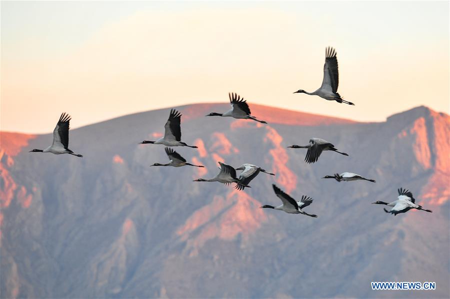 CHINA-LHASA-BLACK-NECKED CRANES (CN)