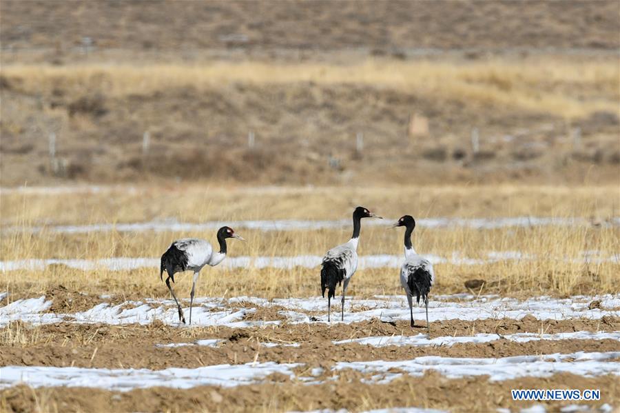 CHINA-LHASA-BLACK-NECKED CRANES (CN)