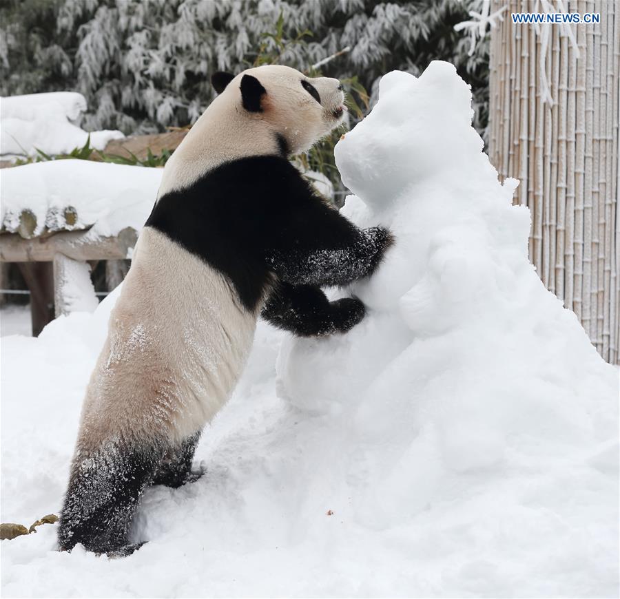 SOUTH KOREA-YONGIN-EVERLAND-PANDA WORLD-OPEN TO PUBLIC-1000 DAYS