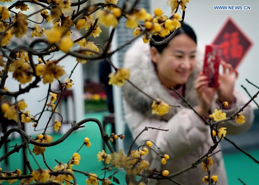 CHINA-HENAN-YANLING-PLUM BLOSSOMS (CN)