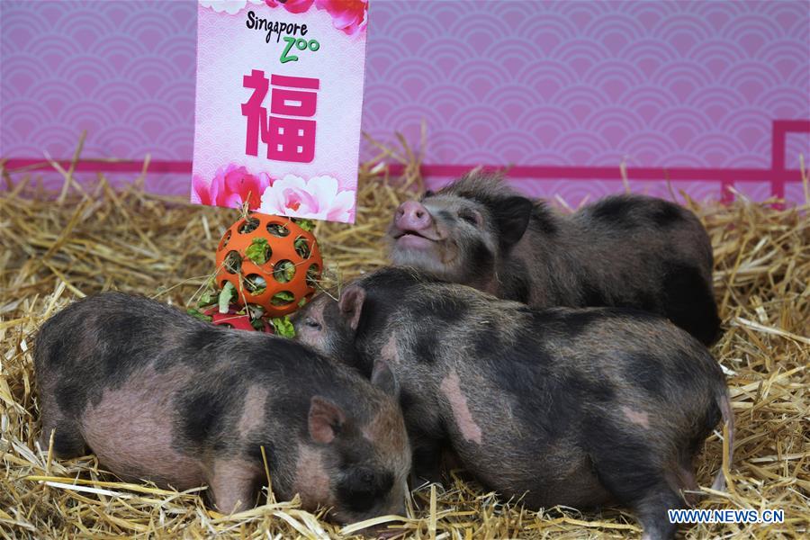 SINGAPORE-ZOO-YEAR OF THE PIG-DECORATIONS