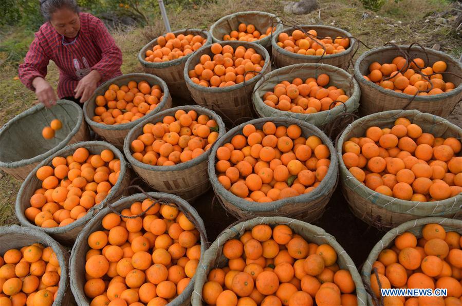 #CHINA-HUBEI-ORANGE HARVEST (CN)