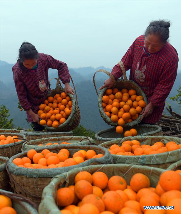 #CHINA-HUBEI-ORANGE HARVEST (CN)