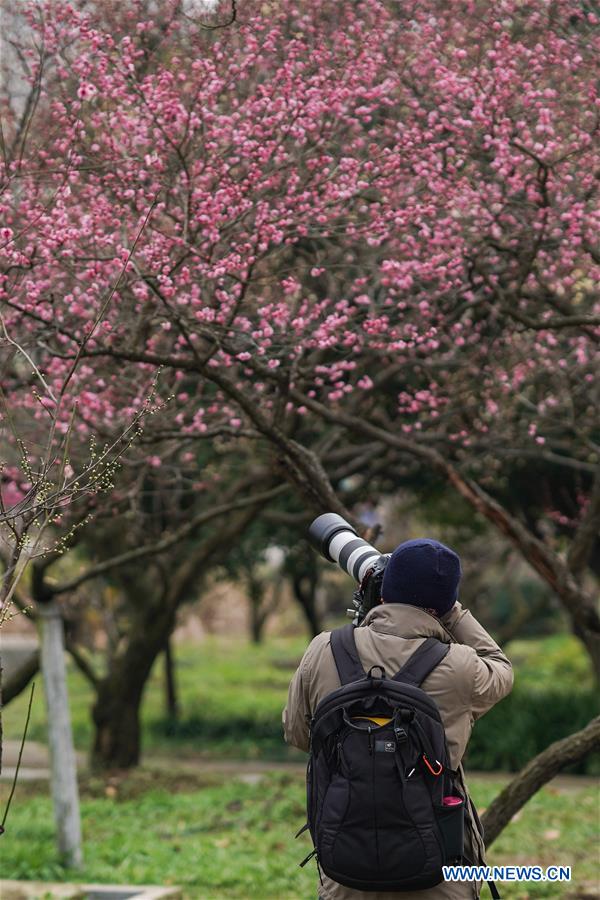 CHINA-JIANGSU-NANJING-PLUM BLOSSOM(CN)