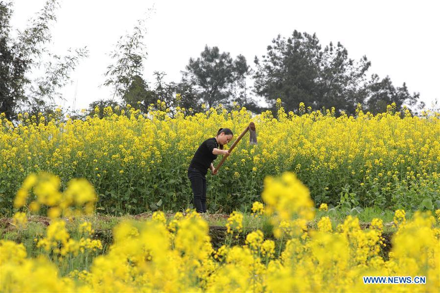 #CHINA-JINGZHE-FARM WORK (CN)