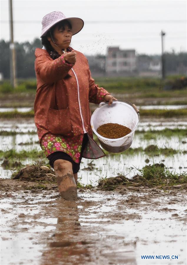 CHINA-GUANGXI-QINZHOU-SPRING SOWING (CN)