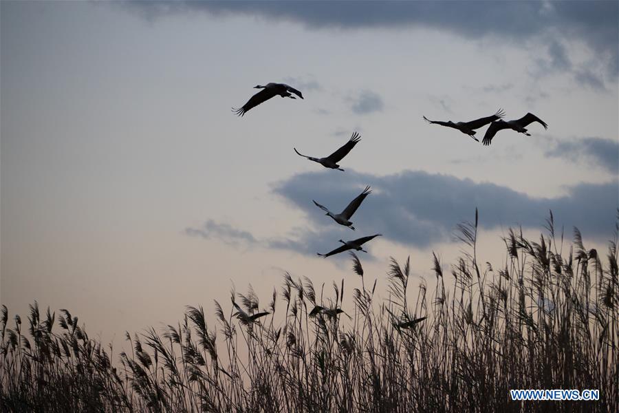 ISRAEL-HULA VALLEY-BIRD-MIGRATION