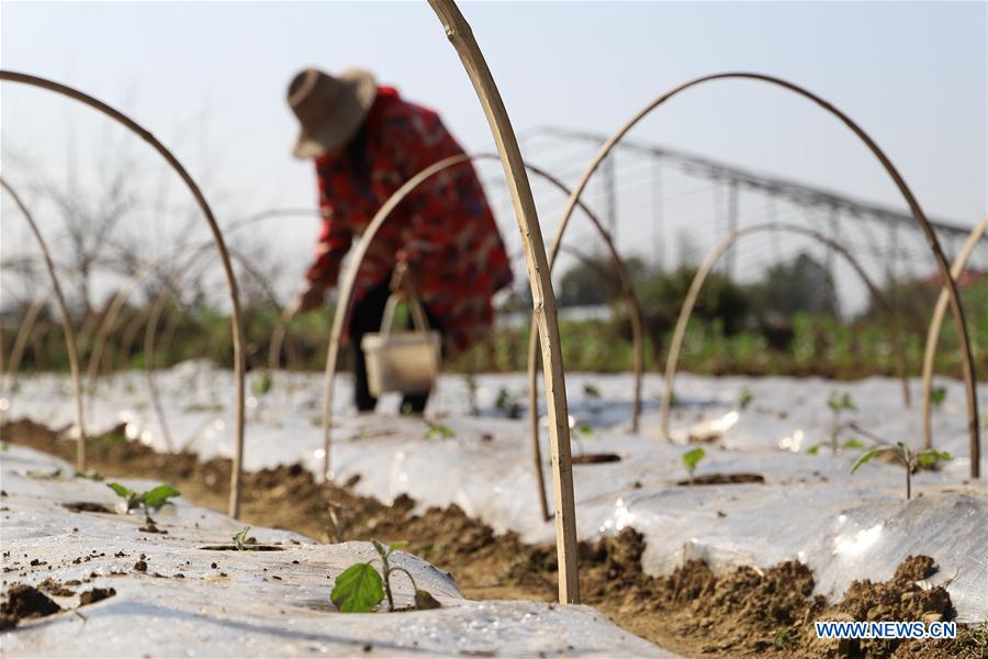 #CHINA-SPRING-FARM WORK (CN)