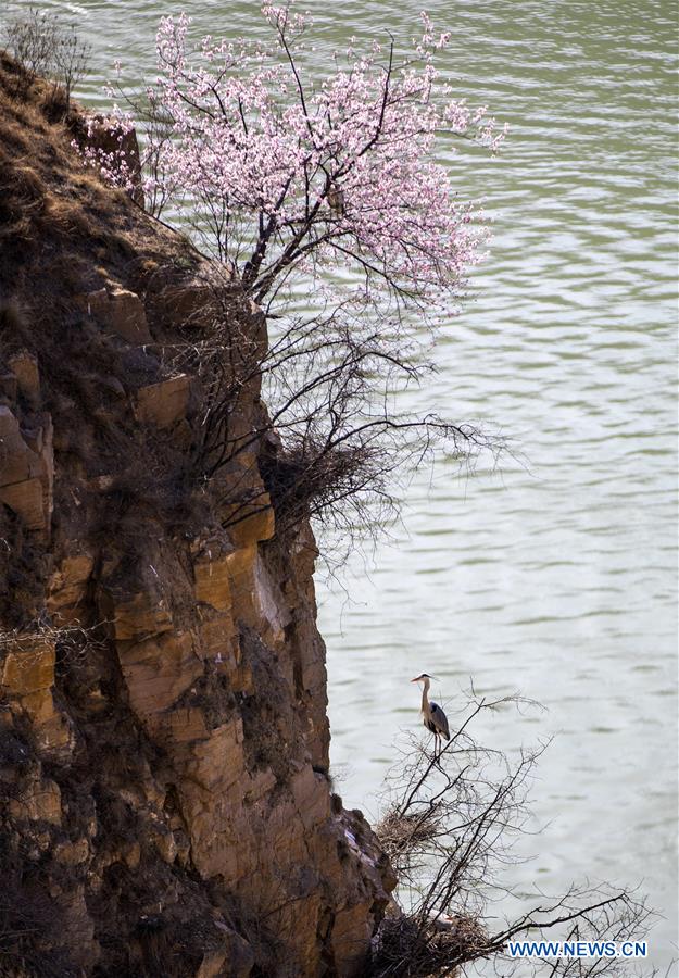 #CHINA-SHANXI-PINGLU-HERON (CN)