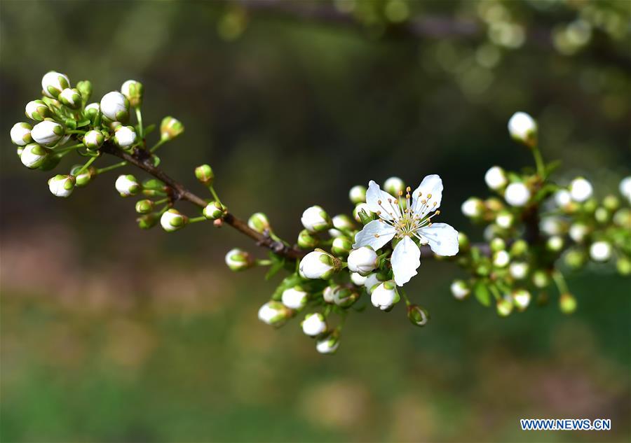 GERMANY-FRANKFURT-SPRING-DAILY LIFE