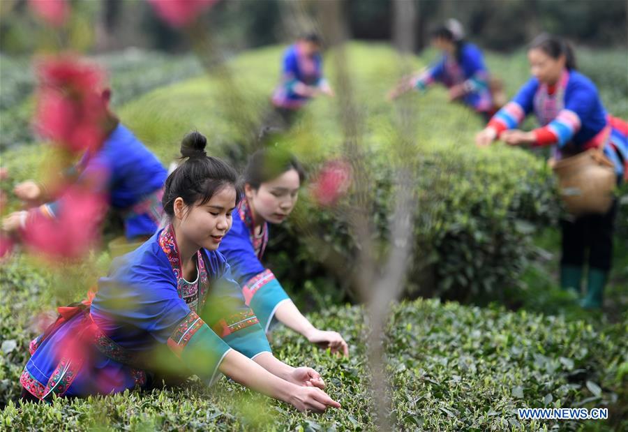 CHINA-GUANGXI-SANJIANG-SPRING TEA-HARVEST (CN)