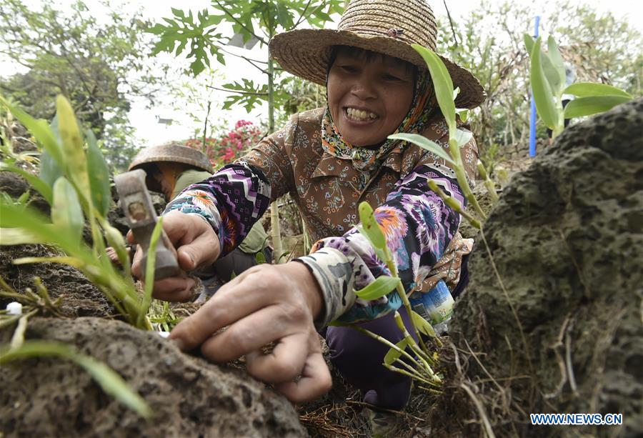 CHINA-HAIKOU-AGRICULTURAL DEVELOPMENT (CN)