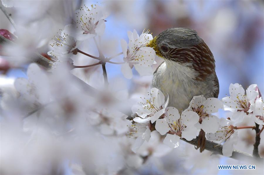 #CHINA-HUBEI-SPRING-FLOWER-BIRD (CN)