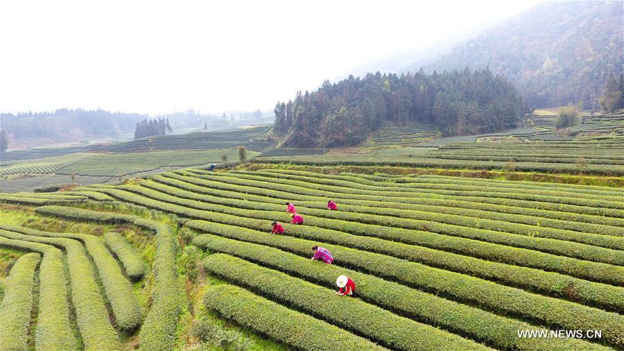 #CHINA-FUJIAN-SPRING TEA (CN)