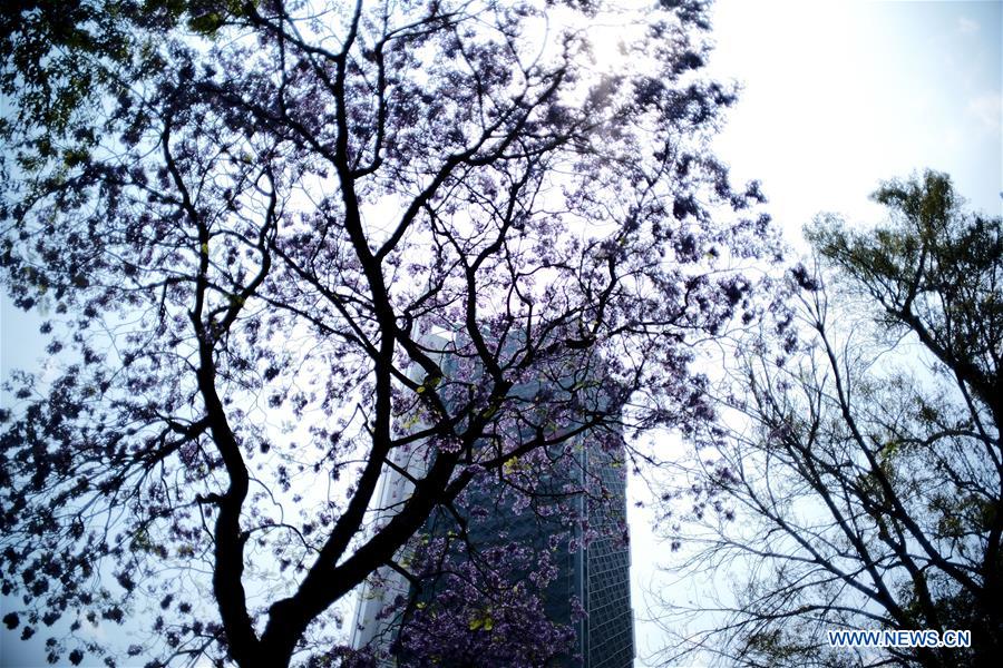 MEXICO-MEXICO CITY-JACARANDA-BLOSSOMS