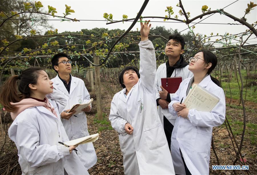 (SCI-TECH)CHINA-HUBEI-KIWIFRUIT GERMPLASM REPOSITORY (CN)