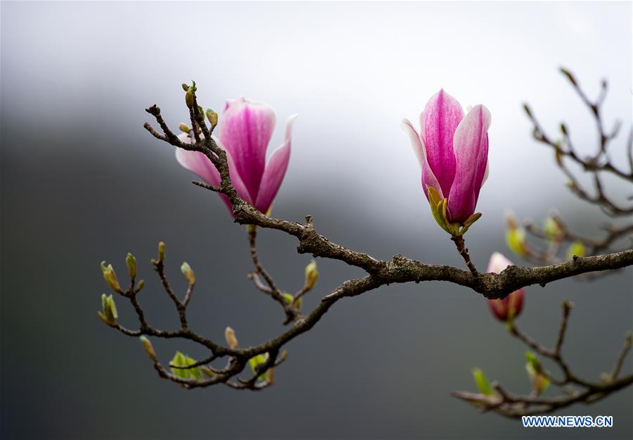 CHINA-SHANGHAI-SPRING SCENERY-BLOSSOMS (CN)