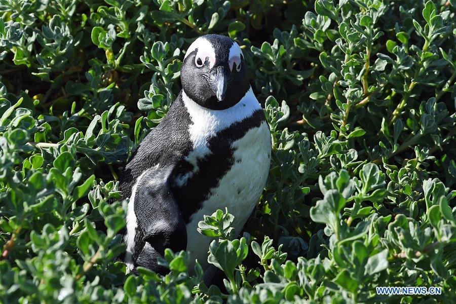 SOUTH AFRICA-CAPE TOWN-BETTY'S BAY-PENGUIN