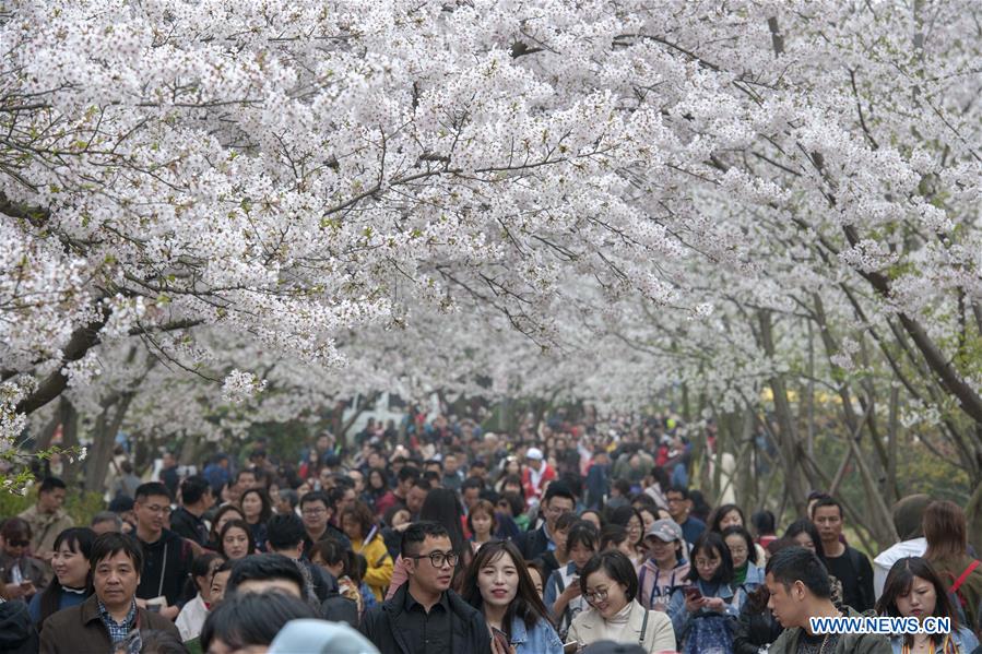 #CHINA-JIANGSU-WUXI-CHERRY BLOSSOMS (CN)