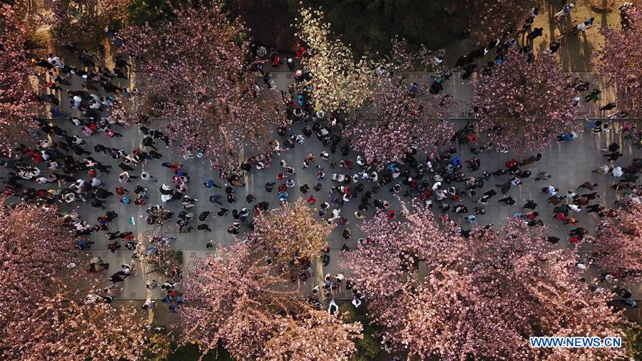 CHINA-ANHUI-HEFEI-CHERRY BLOSSOMS (CN)