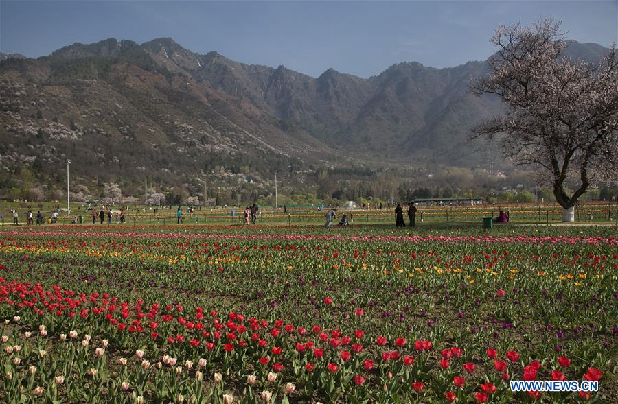 KASHMIR-SRINAGAR-SPRING-TULIPS