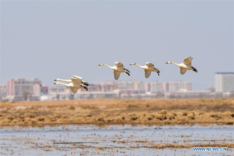 CHINA-INNER MONGOLIA-HANGJIN BANNER-SWAN (CN)