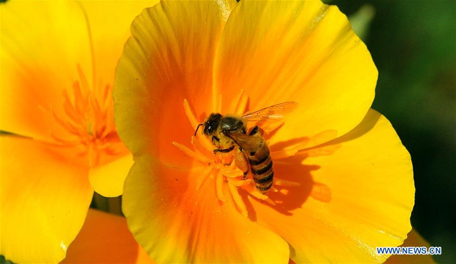 KASHMIR-SPRING-FLOWERS