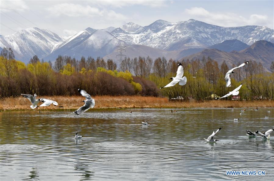 CHINA-TIBET-LHASA-WETLAND-SPRING