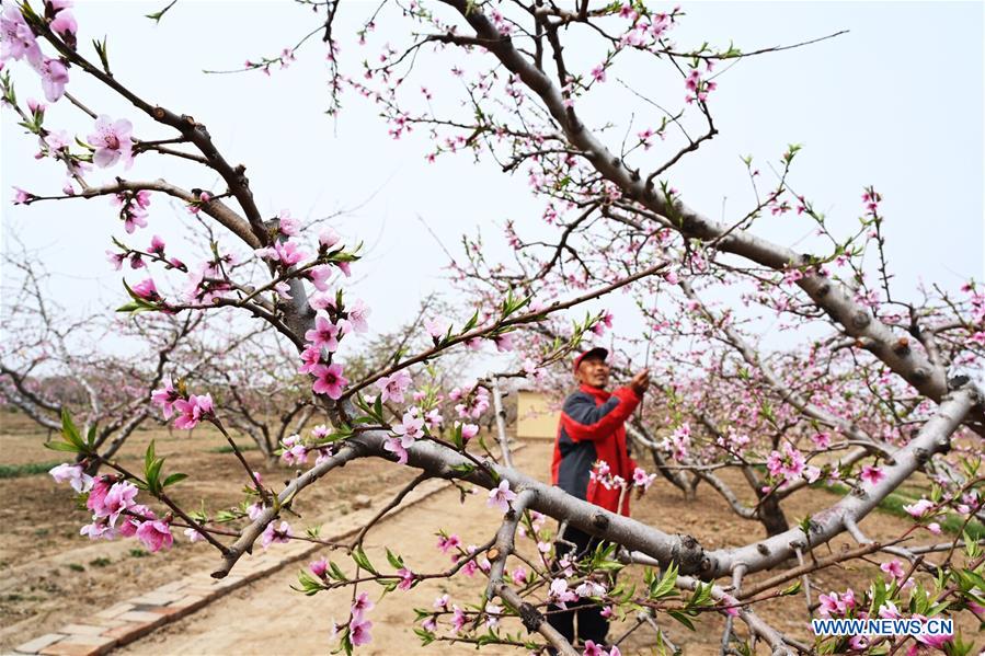 CHINA-HEBEI-SHENZHOU-PEACH BLOSSOMS (CN)