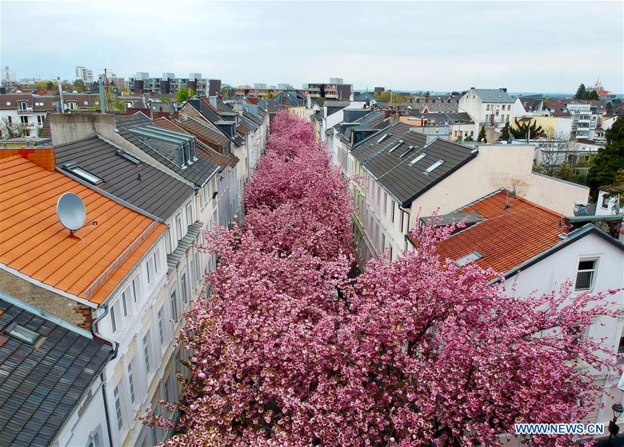 GERMANY-BONN-CHERRY-BLOSSOM