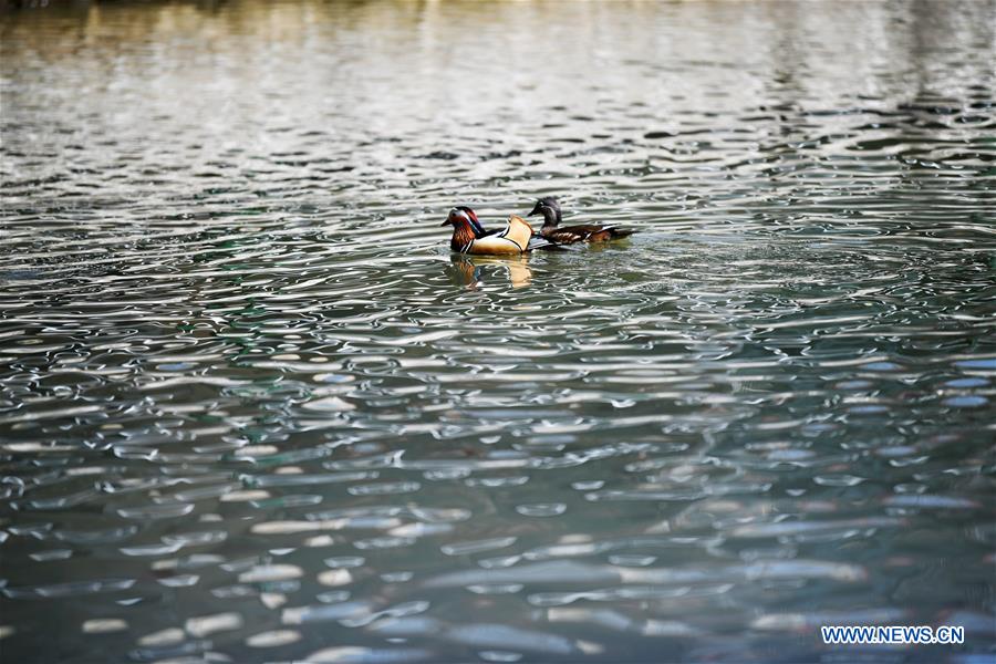 CHINA-HEILONGJIANG-HARBIN-SPRING-MANDARIN DUCK (CN)