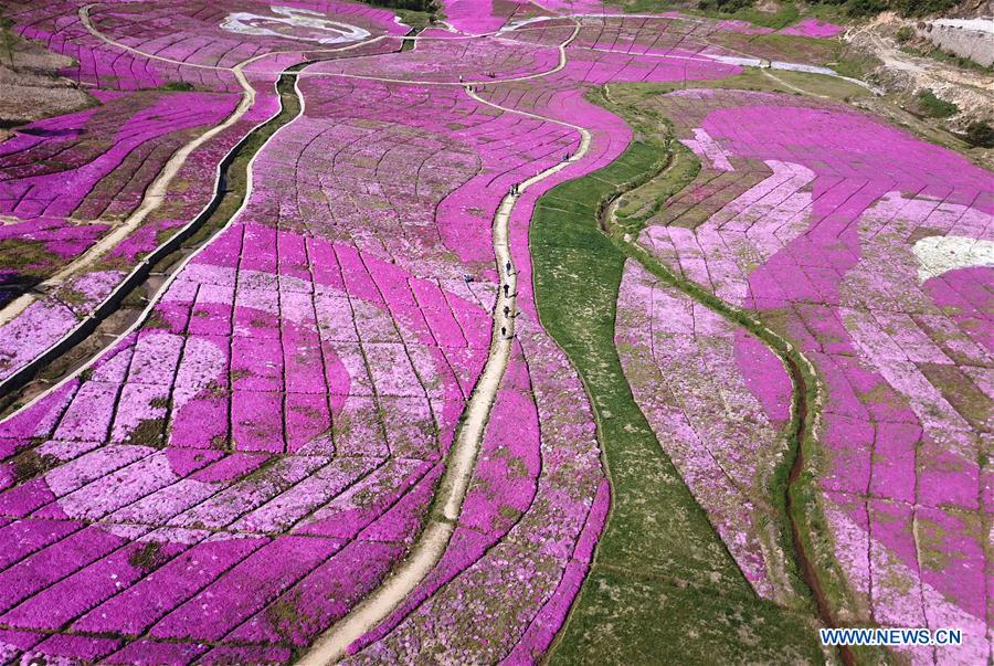 CHINA-ANHUI-FLOWERS-TOURISM (CN)