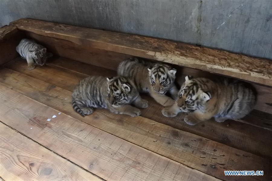 #CHINA-HEILONGJIANG-SIBERIAN TIGER-BREEDING (CN)