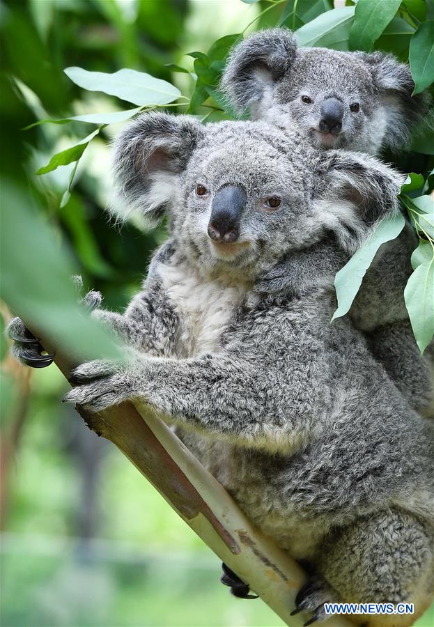 CHINA-GUANGZHOU-KOALA (CN)