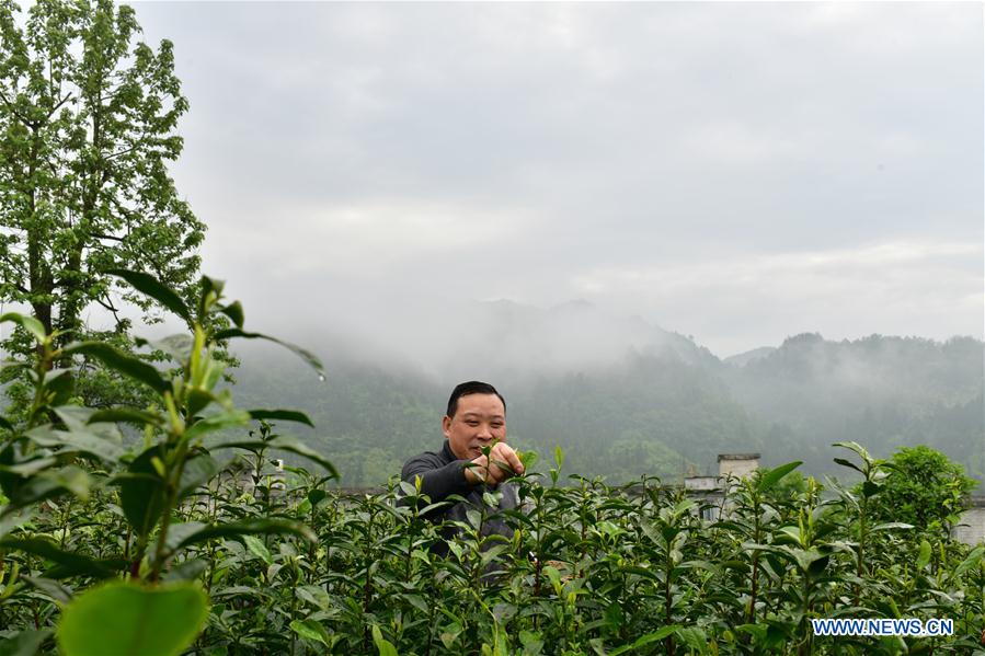 #CHINA-GUIZHOU-FENGGANG-TEA INDUSTRY (CN)