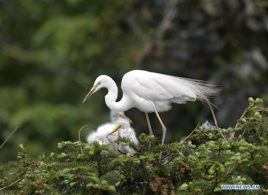 CHINA-JIANGXI-NANCHANG-EGRET (CN)