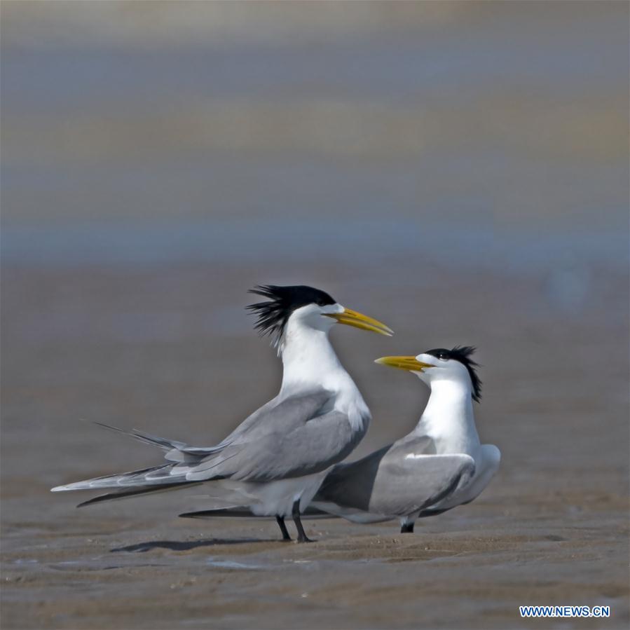 CHINA-FUJIAN-FUZHOU-MINJIANGKOU WETLAND-BIRDS (CN)