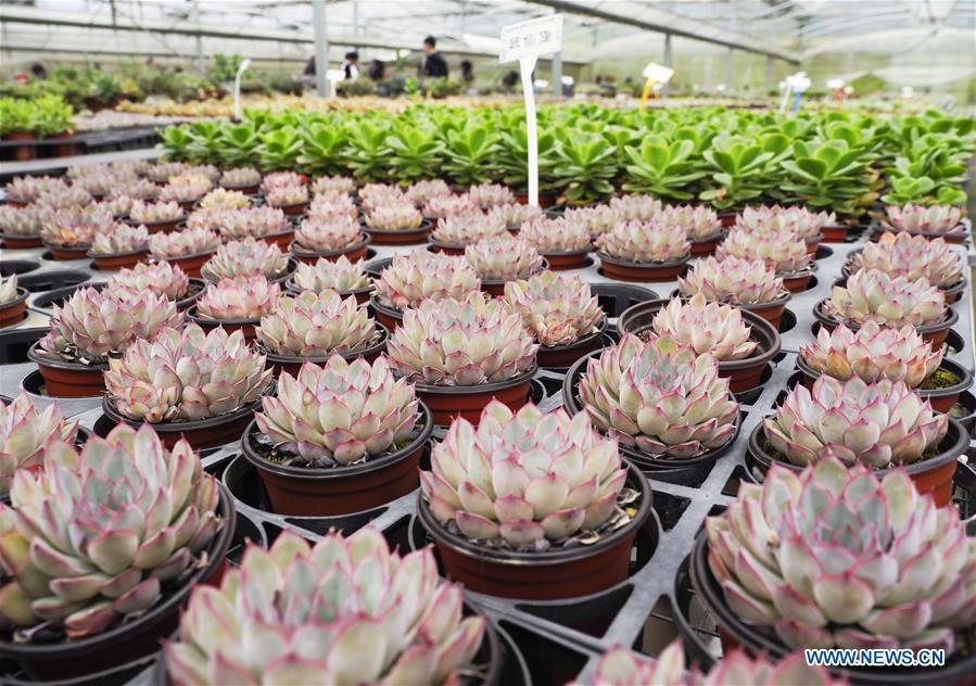 #CHINA-ZHEJIANG-LISHUI-SUCCULENT PLANTS (CN)