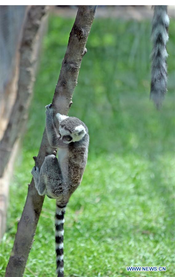 CHINA-SHENYANG-FOREST ZOOLOGICAL GARDEN-ANIMAL CUBS(CN)