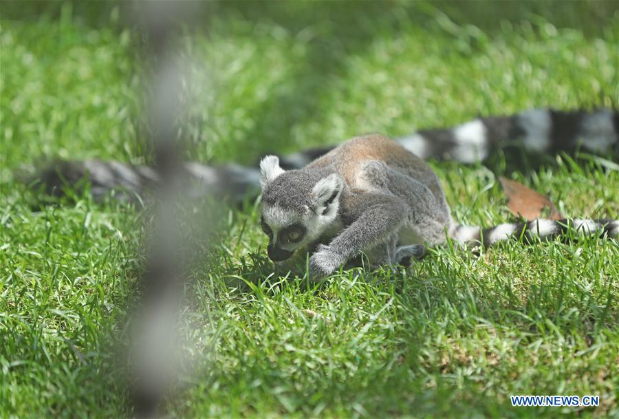 CHINA-SHENYANG-FOREST ZOOLOGICAL GARDEN-ANIMAL CUBS(CN)