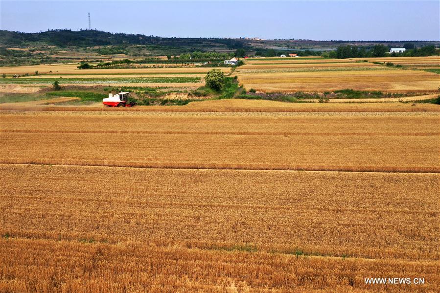 #CHINA-SHANDONG-WHEAT HARVEST(CN)