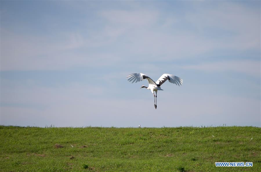 CHINA-HEILONGJIANG-WETLAND PROTECTION (CN)