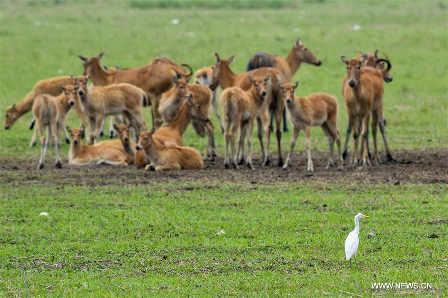 CHINA-MIGRATORY BIRD SANCTUARIES-UNESCO-WORLD HERITAGE LIST (CN)