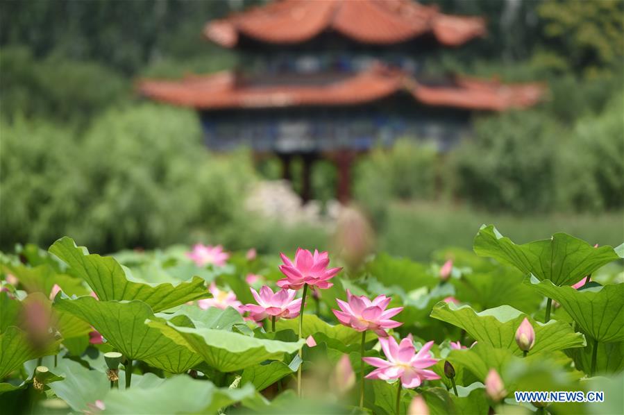 CHINA-INNER MONGOLIA-HOHHOT-LOTUS FLOWER (CN)