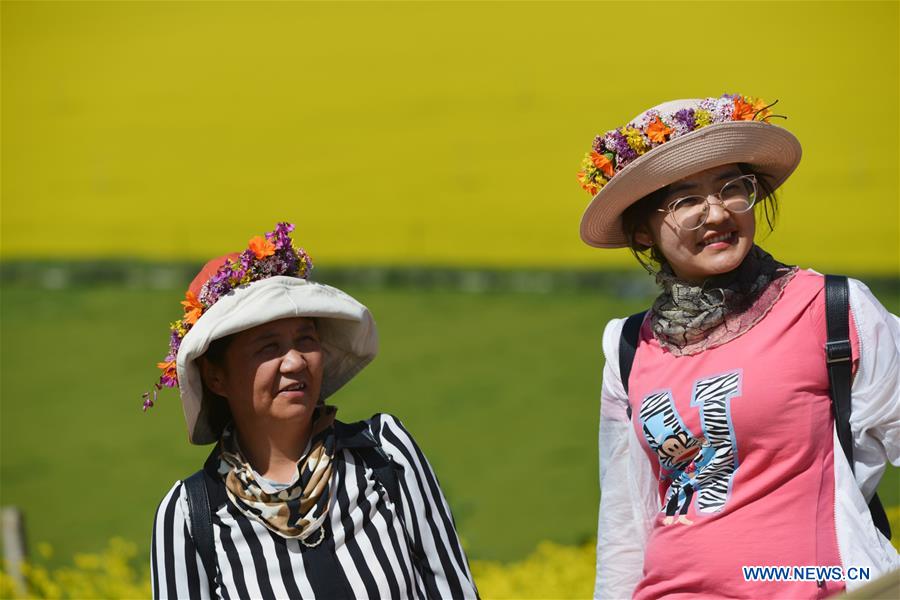 CHINA-QINGHAI-MENYUAN-COLE FLOWER FIELDS (CN)