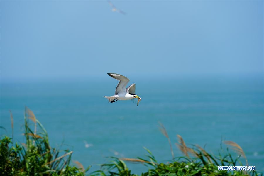 CHINA-ZHEJIANG-NINGBO-CHINESE CRESTED TERN(CN)