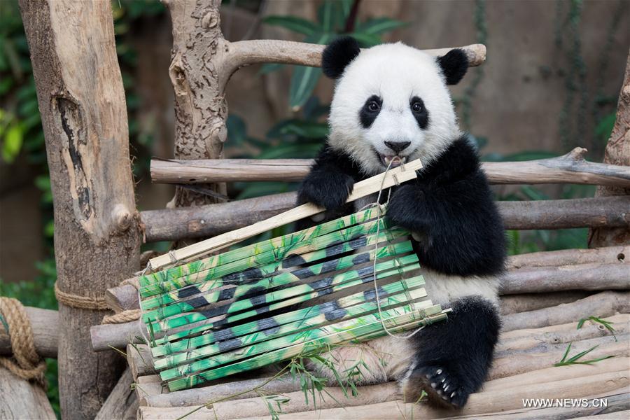 MALAYSIA-KUALA LUMPUR-GIANT PANDA CUB-NAMING-YI YI